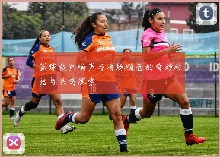篮球裁判哨声与海豚哨音的奇妙对话与共鸣探索